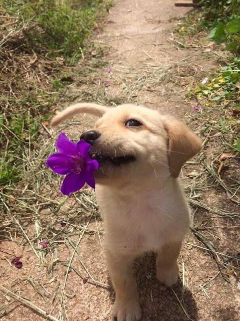 puppy holding flower by mouth